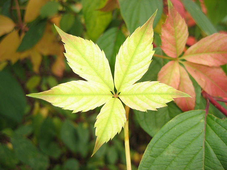 Five leaves by Sharif Mohammadi